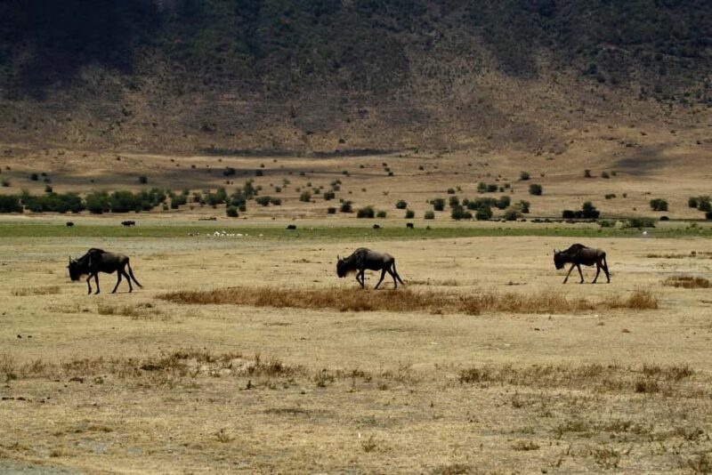 3-Days Serengeti National Park from Zanzibar with Flights - The Itinerary in Detail
