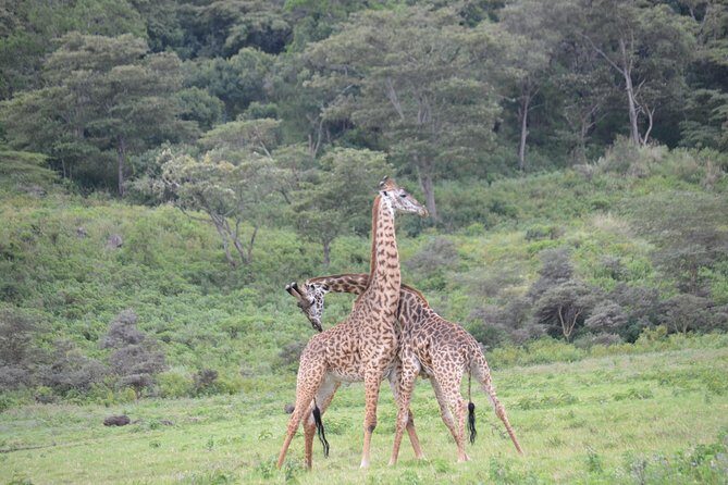 3 Days Serengeti & Ngorongoro Crater group safari - The Itinerary Breakdown: What You Can Expect