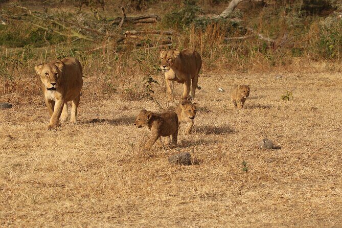 3 Days Serengeti & Ngorongoro Group Camping Safari - Key Points
