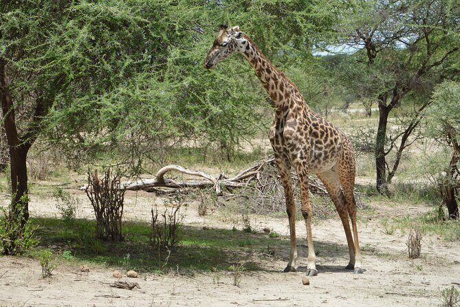 3 Days Serengeti & Ngorongoro Group Camping Safari - The Itinerary Breakdown: What to Expect