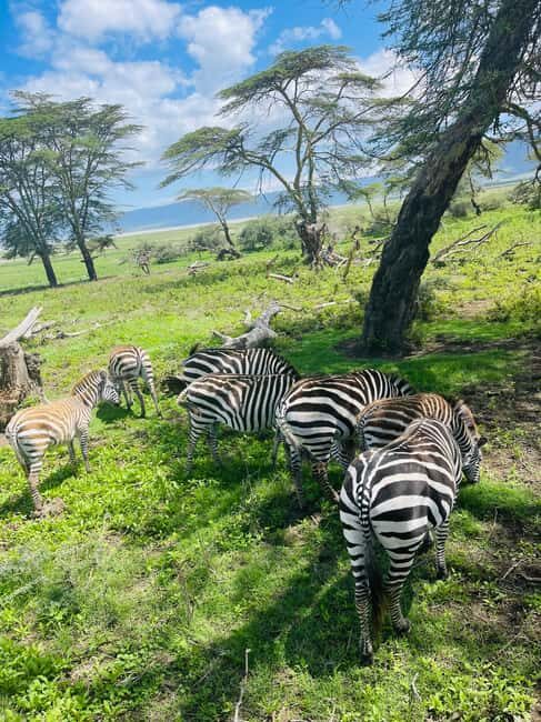 3 Days Serengeti Ngorongoro Group Joining Safari - Key Points