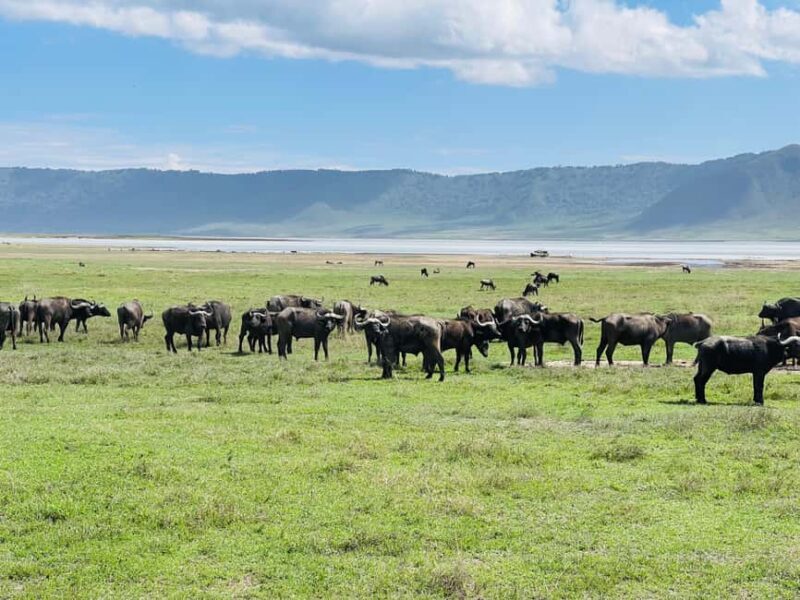 3 Days Serengeti Ngorongoro Group Joining Safari - What’s Included & What’s Not