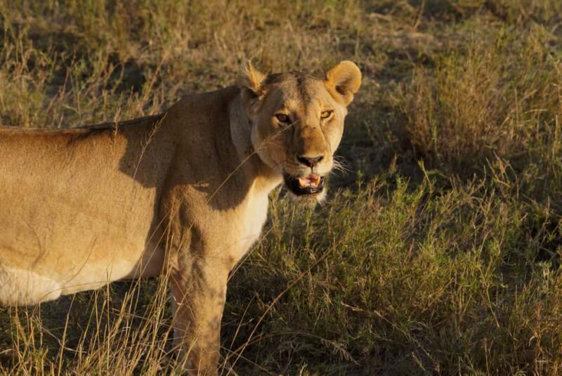 3 Days Serengeti & Ngorongoro Group Mid-range Safari - Key Points