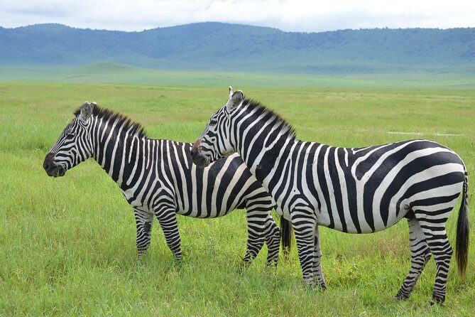 3 Days Serengeti & Ngorongoro Lodge Safari - Transportation & Lodging: Comfort Meets Convenience