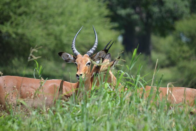 3 Days Serengeti & Ngorongoro Lodge Safari - Practical Tips & Considerations