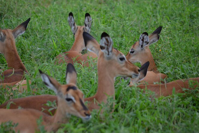 3 Days Serengeti & Ngorongoro Lodge Safari - FAQ