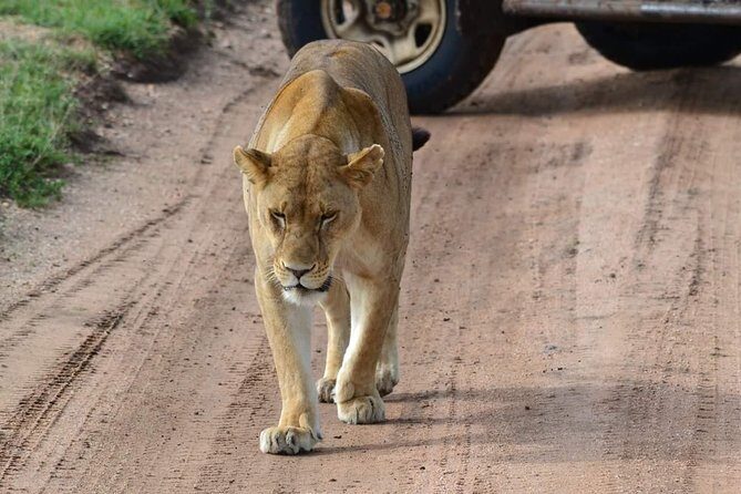 3 Days Serengeti & Ngorongoro Tour - Overview of the Experience