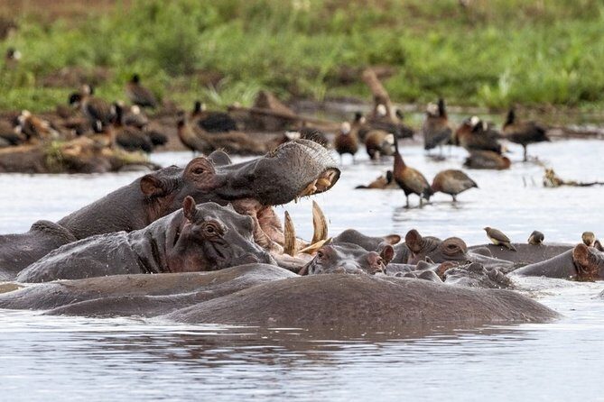 3 Days Serengeti Private Safari Tanzania - Key Points