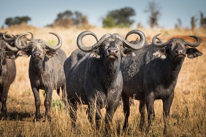 3 Days Serengeti Private Safari Tanzania - A Detailed Look at the Itinerary
