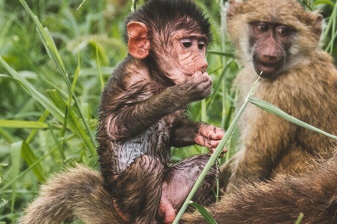 3 Days Shared Safari Tour Tanzania - Day 1: Exploring Tarangire National Park