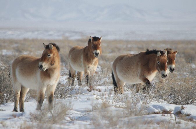 3 Days Silence-White Winter Tour - FAQ