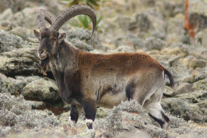3 Days Simien Mountains Trekking - Authentic Experiences and Wildlife Encounters