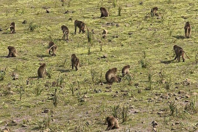 3 Days Simien Mountains Trekking - The Sum Up: Who Should Consider This Trek?