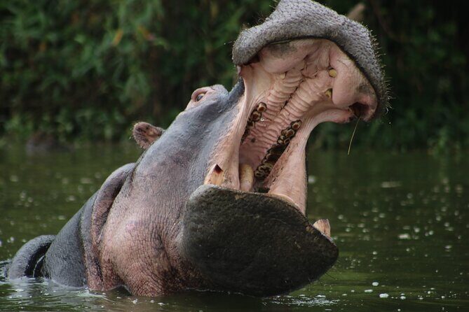 3 Days Tanzania Budget Group Joining Safari Tour - Authenticity and Guide Experience