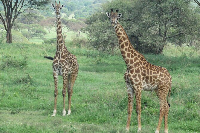 3 Days Tanzania group join safari - Serengeti & Ngorongoro crater - Final Thoughts