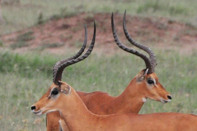 3 Days Tanzania lodge Safari - Introduction