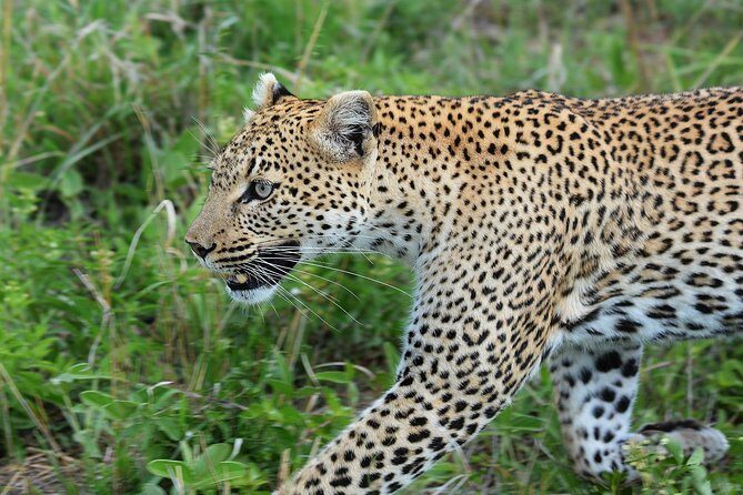 3 Days Tanzania lodge Safari - Key Points