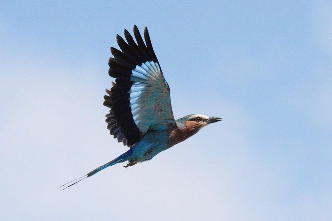 3 Days Tanzania lodge Safari - What’s Included and What’s Not