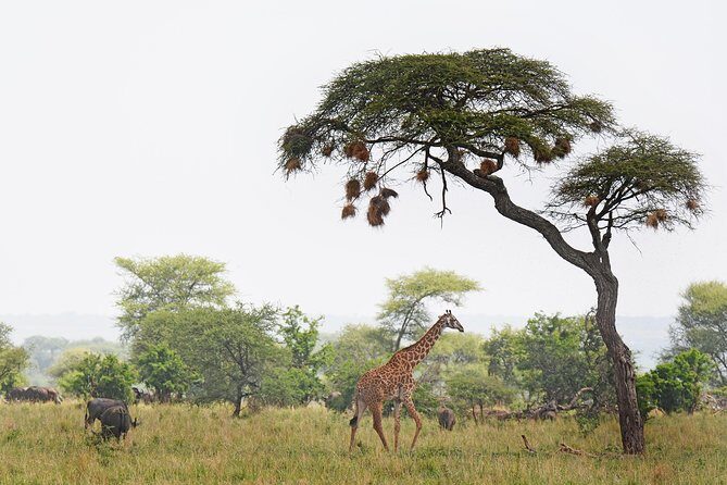 3 Days Tanzania lodge Safari - The Experience of Guides and Vehicles