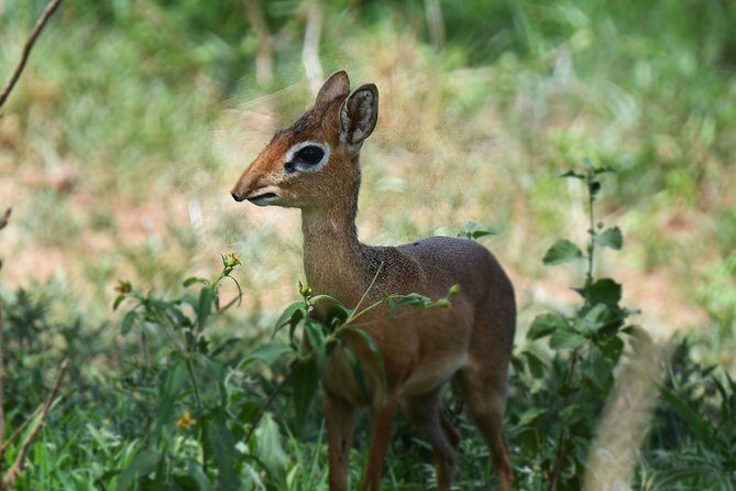 3 Days Tanzania lodge Safari - Value for Money and Practical Considerations