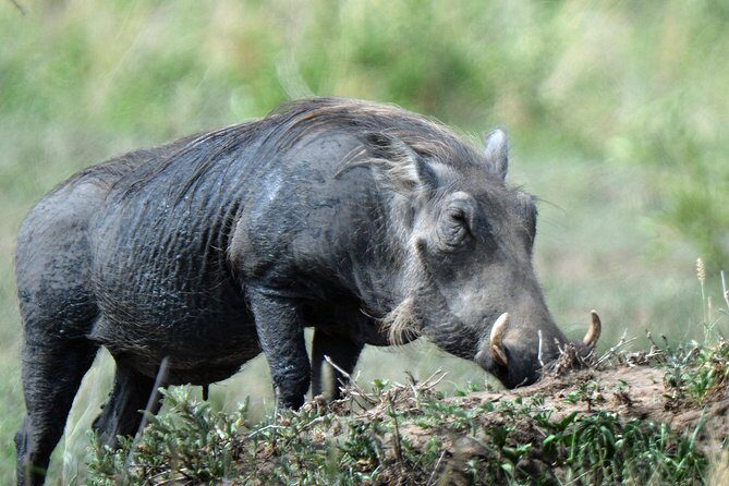 3 Days Tanzania lodge Safari - Who Would Love This Safari?