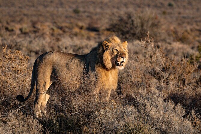 3 Days Tanzania Private Big 5 Safari with Midrange Lodge - Experience the 3 Days Tanzania Private Big 5 Safari with Midrange Lodge