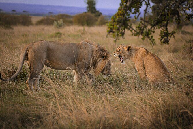 3 Days Tanzania Private Budget Safari to Serengeti & Ngorongoro - The Experience: What to Expect on Your 3-Day Safari