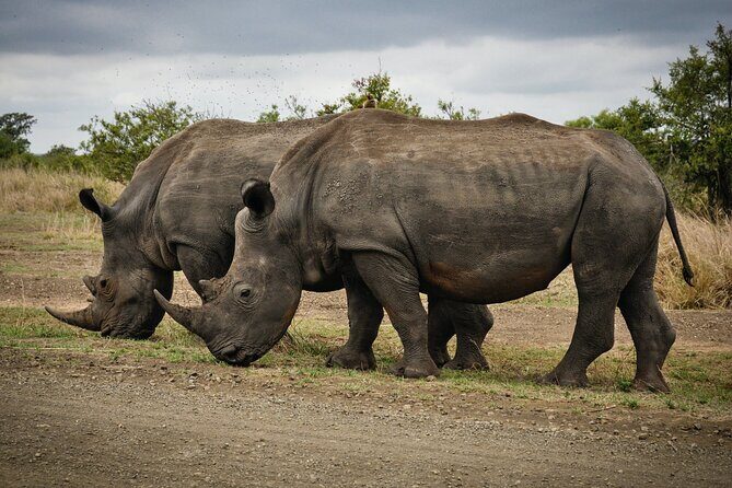 3 Days Tanzania Private Luxury Safari to Serengeti & Ngorongoro - A Detailed Look at the 3-Day Tanzania Safari Experience