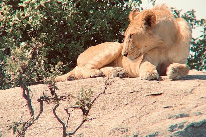 3 Days Tanzania Safari - FAQs