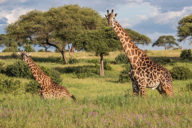 3 Days Tanzania Safari: Tarangire, Manyara and Ngorongoro Crater - Insights from Reviews: Why This Tour Gets Rave Reviews