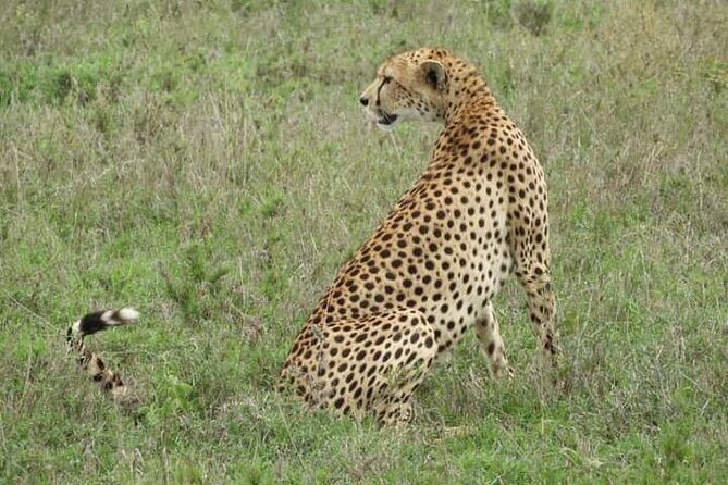 3 Days Tanzania Safari Tarangire, Manyara, & Ngorongoro Crater. - Key Points