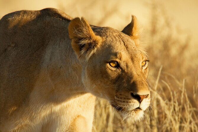 3 Days Tanzania Safari to Manyara Tarangire and Ngorongoro - An In-Depth Look at the 3-Day Tanzania Safari