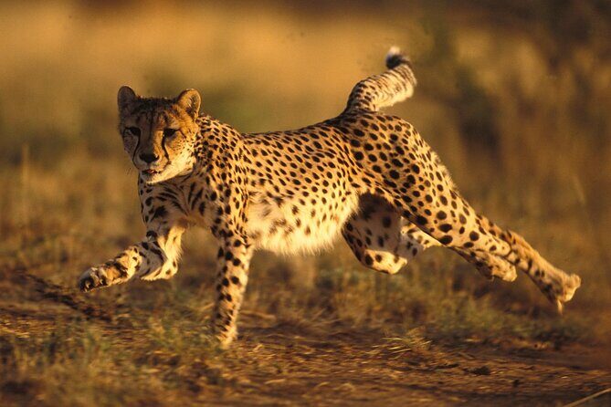 3 Days Tanzania Safari to Manyara Tarangire and Ngorongoro - Logistics and Practicalities
