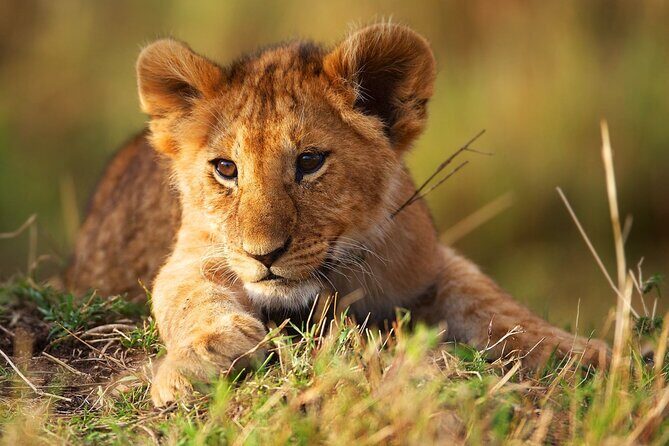 3 Days Tanzania Safari to Manyara Tarangire and Ngorongoro - Final Thoughts: Is This Safari Right for You?