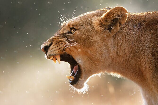 3 Days Tanzania Safari to Manyara Tarangire and Ngorongoro - FAQs About the 3-Day Tanzania Safari