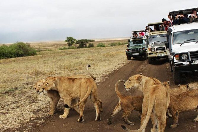 3-Days Tanzania Safari Tours - Final Thoughts