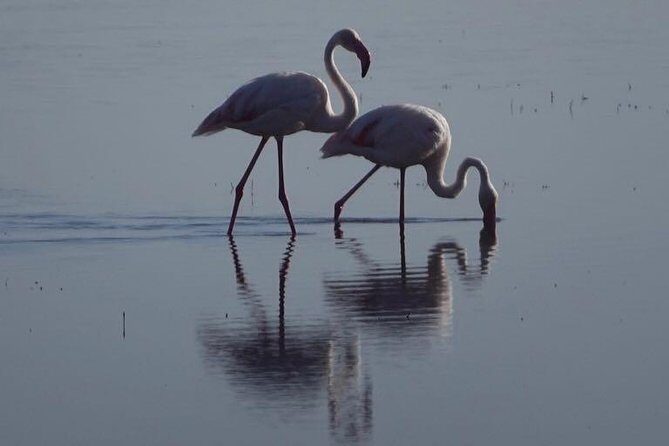 3 - Days Tanzania Wildlife Safari - What Makes This Safari Stand Out?