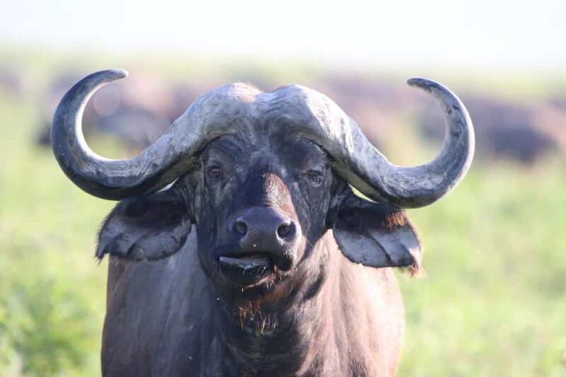 3 Days - Tarangire and Ngorongoro Crater - Key Points