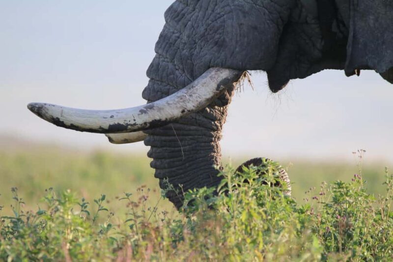 3 Days - Tarangire and Ngorongoro Crater - Authentic Experiences from Reviewers
