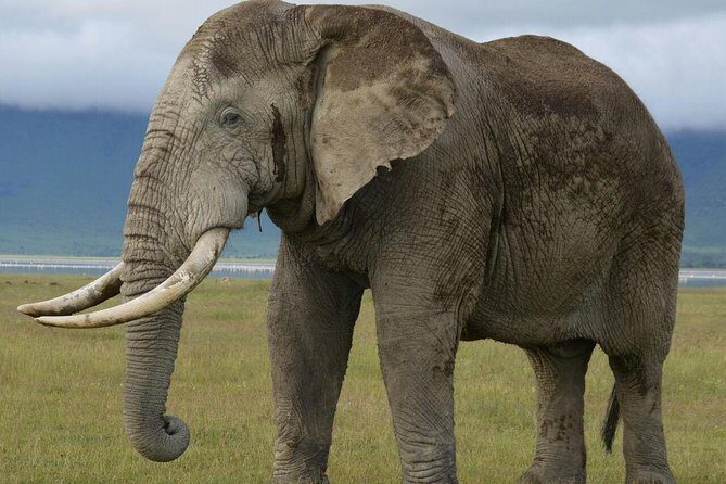 3 Days Tarangire , Ngorongoro Crater & Manyara From Zanzibar - What Makes This Tour Stand Out