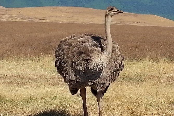3 Days Tarangire , Ngorongoro Crater & Manyara From Zanzibar - The Sum Up