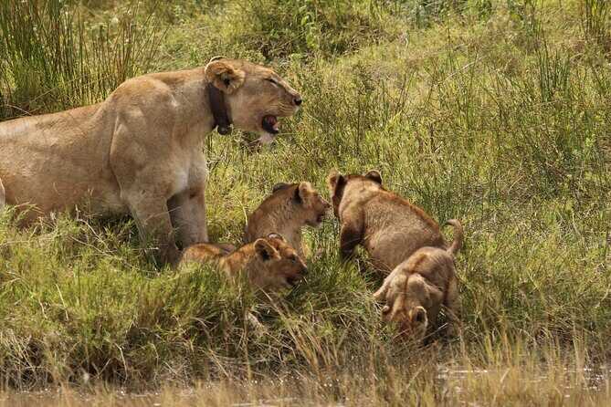 3 Days Tarangire, Ngorongoro & Lake Manyara Group Camping Safari - Why Choose This Safari? The Value and Experience
