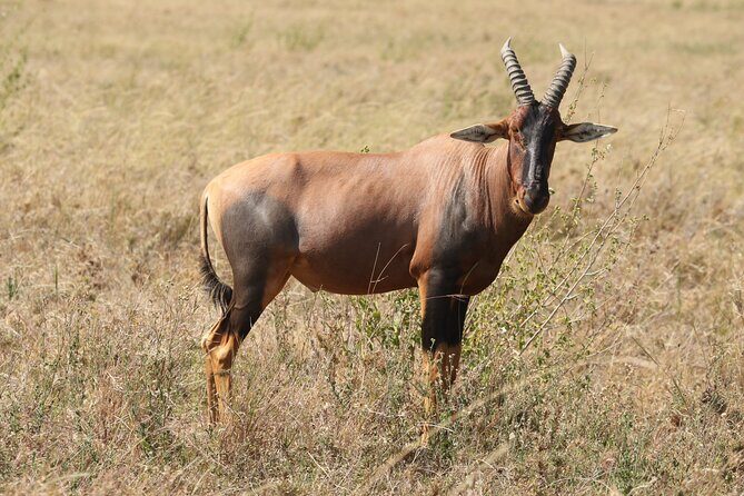 3 Days Tarangire, Ngorongoro & Lake Manyara Group Camping Safari - Final Thoughts