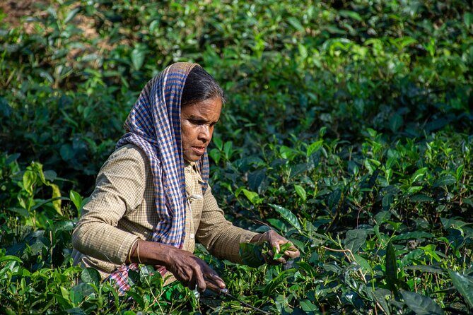 3 Days Teagarden and Rainforest Tour in Sreemangal - Key Points