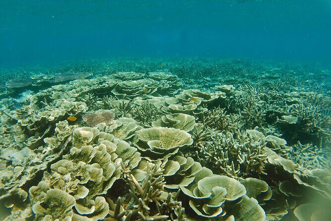 3 Days Tioman Island Package from Singapore (Private tour) - FAQs