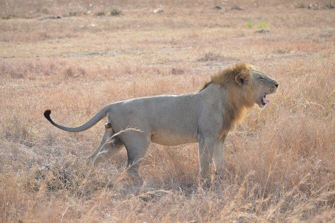 3 Days to Mikumi National Park From Dar es salaam - Who Should Consider This Tour?