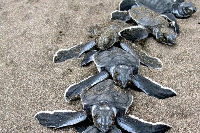 3-days-tortuguero-national-park-eco-adventure-tour