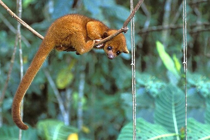 3-days-tour-in-manu-amazon