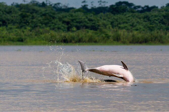 3-days-tour-in-the-amazon-rainforest-at-curassow-amazon-lodge