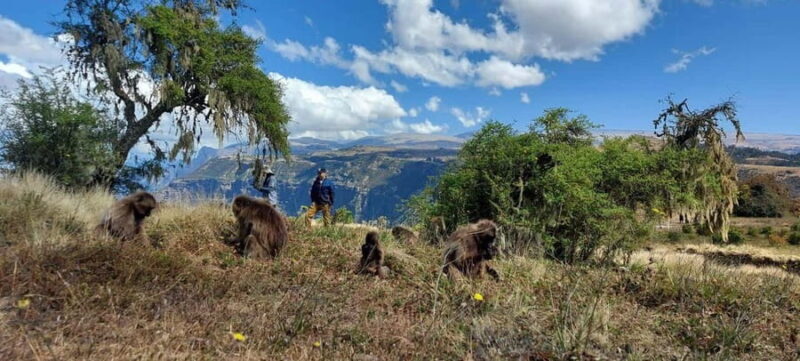 3 Days Trekking & Wildlife Spotting in the Simien Mountains - What’s Included and What’s Not
